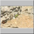 Chorthippus biguttulus - Nachtigall-Grashuepfer 12.jpg